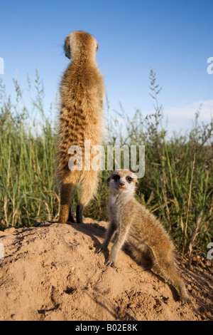 Meerkat con giovani suricata Suricatta Kalahari Meerkat Project Van Zylsrus Northern Cape Sud Africa Foto Stock