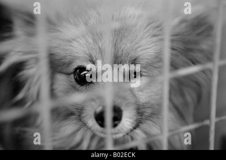 Feriti cane in rifugio Foto Stock