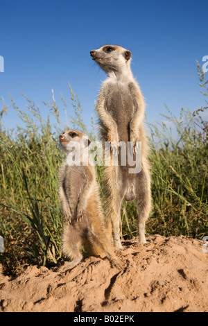 Meerkat con giovani suricata Suricatta Kalahari Meerkat Project Van Zylsrus Northern Cape Sud Africa Foto Stock