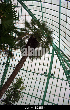 Interno del giardino d'inverno, il Royal serre, Laeken, Bruxelles, Belgio - Architetto Alphonse Balat Foto Stock