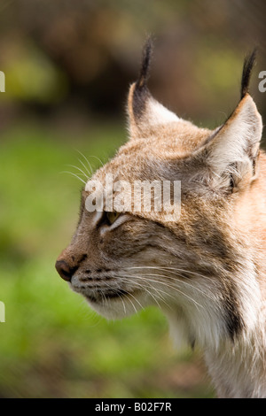 Lince (europea) prese in Wildlife Park Foto Stock