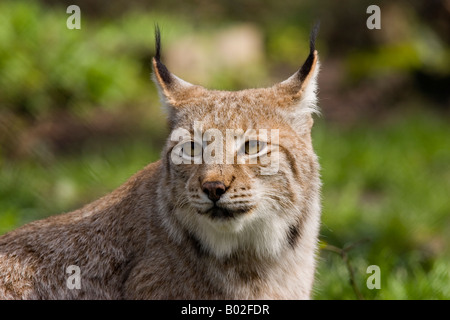 Lince (europea) prese in Wildlife Park Foto Stock