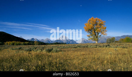 Ore del sorgere e una vista delle cime innevate del Grand Teton Mountains e un grande albero di salice in autunno a Jackson Hole Foto Stock