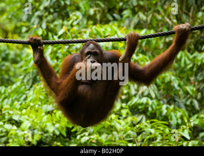 Sabah Borneo malese Sepilok Orang Utan mangiando frutta mentre appeso ad una corda nel Centro di riabilitazione di Sepilok Orangutan Foto Stock