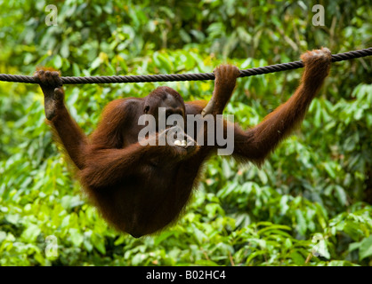 Sabah Borneo malese Sepilok Orang Utan mangiando frutta mentre appeso ad una corda nel Centro di riabilitazione di Sepilok Orangutan Foto Stock