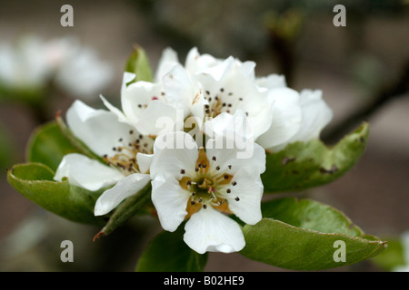 PYRUS COMMUNIS BETH AGM PEAR BLOSSOM Foto Stock