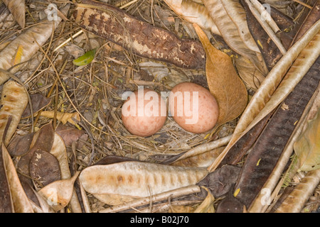 Comune Nyctidromus Pauraque albicollis uova Foto Stock