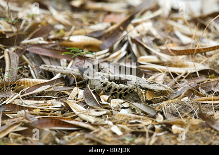 Comune Nyctidromus Pauraque albicollis Foto Stock