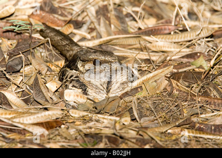 Comune Nyctidromus Pauraque albicollis Foto Stock