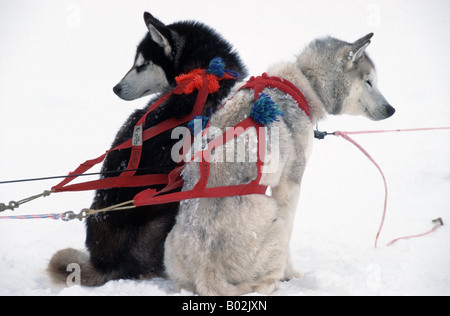 Dogsledges con Siberian Husky in Nunavik, a nord del Canada Foto Stock