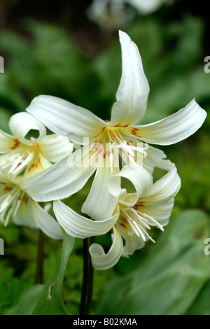 ERYTHRONIUM CALIFORNICUM bellezza bianco AGM Foto Stock