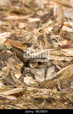 Comune Nyctidromus Pauraque albicollis Foto Stock