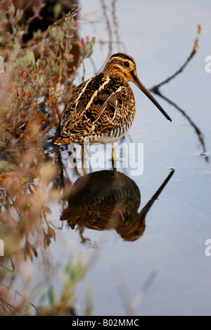 Beccaccino Gallinago gallinago nel parco nazionale del Circeo in Italia Foto Stock