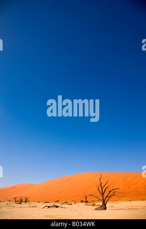 Albero morto davanti a duna di sabbia, Namib Desert, Namibia, Africa Foto Stock