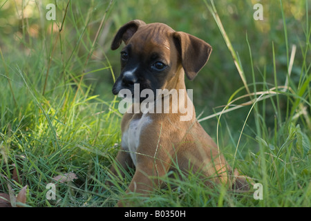 Red Boxer cucciolo di cane in erba Foto Stock
