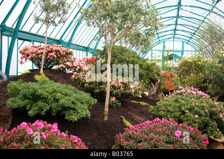 Azalea House, Royal serre (Les Serres Royales de Laeken) a Laeken Bruxelles Belgio Foto Stock