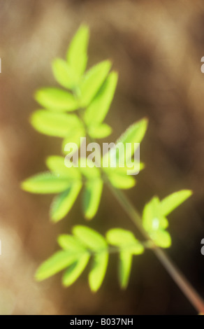 Impressionistica close up di stelo e di giovani fresche foglie verdi di Wild angelica con chiazze sfondo marrone Foto Stock