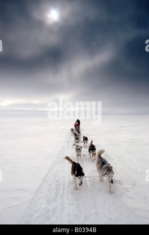 Dogsledges con Siberian Husky in Nunavik, a nord del Canada Foto Stock