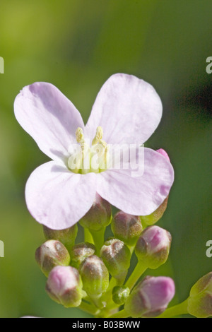 Primo piano di una rosa chiaro il cuculo fiore o Lady's Smock, cardamine pratensis, fiori e boccioli. Foto Stock