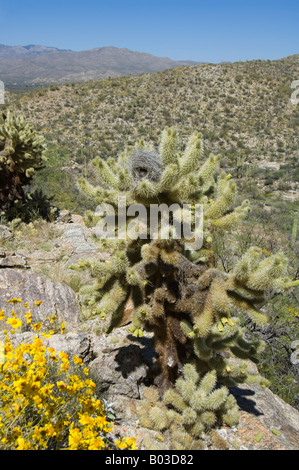 Cactus Wren nido in un Teddy bear cholla cactus Opuntia bigelovii Foto Stock