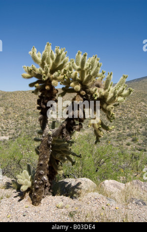 Cactus Wren nido in un Teddy bear cholla cactus Opuntia bigelovii Arizona USA Foto Stock