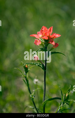 Primo piano dei nativi di fiori selvaggi, Indian Paintbrush Foto Stock