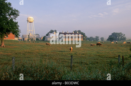 Una fattoria con mucche nel campo nel Medio Amana uno dell'Amana colonie in fattoria paese dell America Centrale Foto Stock