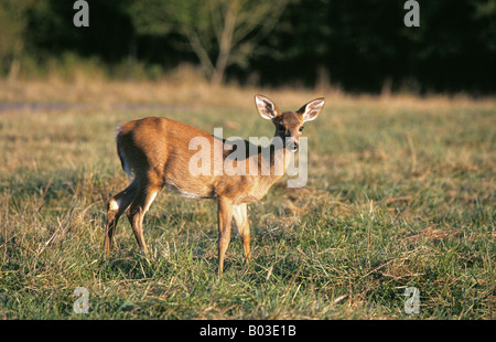 Un White Tailed Deer doe femmina in un campo nei pressi del Monte Rainier National Park in Washington Cascade Mountains Foto Stock