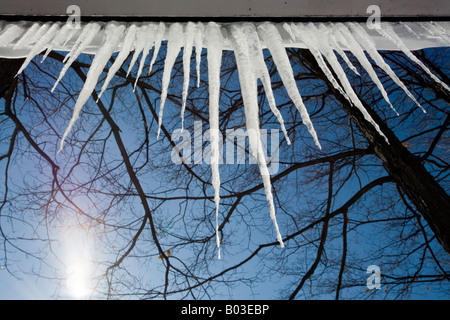Intradosso ghiaccioli rami ritorti molla ghiaccioli che pendono verso il basso dal bordo di una casa retroilluminati da un sole luminoso Foto Stock