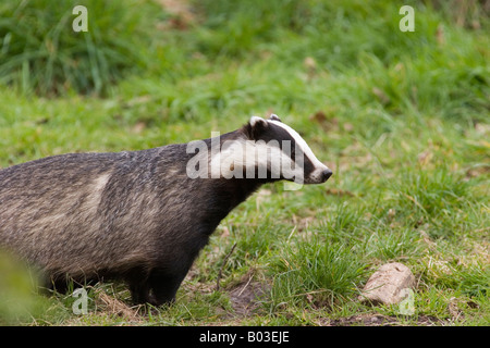 Eurasian Badger (Meles meles) Foto Stock