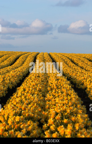 Campo della molla Giunchiglie in luce calda del pomeriggio nella campagna di Norfolk Foto Stock