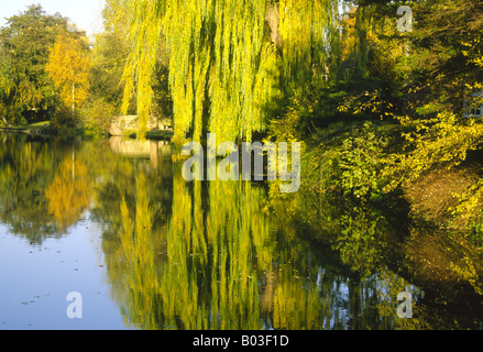 Autunno Verde Giallo salice piangente albero Salix babylonica riflessa nel fiume Thames Water Iffley Lock Oxford Inghilterra Foto Stock