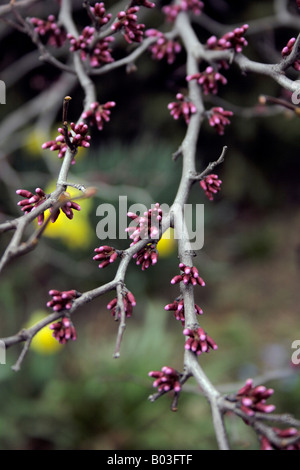 La formazione di germogli su un Orientale Redbud bush su verde e sfondo giallo. Foto Stock