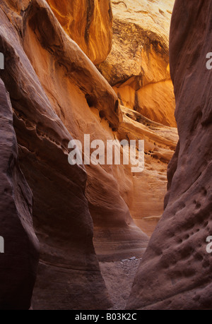 Il Narrowsof forcella secco Coyote Gulch, Scalone Escalante National Monument, USA Utah Foto Stock