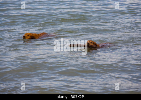 Golden Retriever il recupero di un bastone nella Baia di San Francisco, California Foto Stock