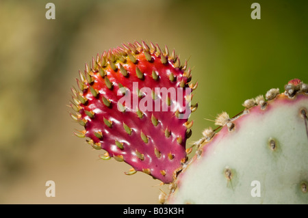 Engelmann s Ficodindia Cactus con giovani germogli Opuntia engelmannii Arizona USA Foto Stock