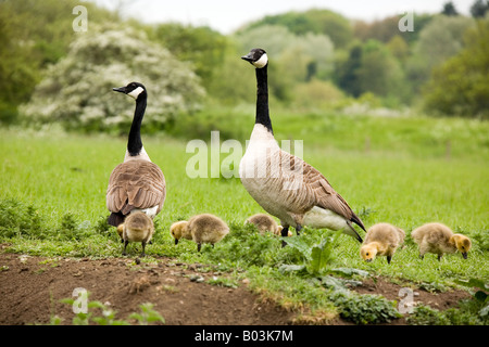 Una coppia di Oche del Canada (Branta canadensis) guardia mentre la loro alimentazione goslings sull'erba lungo la riva del fiume. Foto Stock