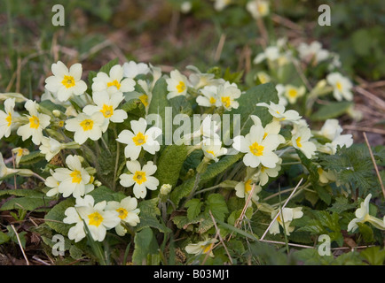 Primrose nel bosco DEL REGNO UNITO, molla Foto Stock