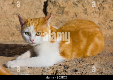 Lo zenzero e colorate di bianco gatto felis catus, al di fuori della facciata sud del Palazzo di Carlo V, La Alhambra Foto Stock