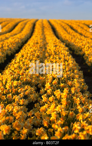 Campo della molla Giunchiglie in luce calda del pomeriggio nella campagna di Norfolk Foto Stock