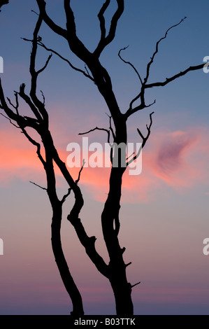 Il faggio con il tramonto del sole nel 'Gespensterwald', Nienhagen, Mar Baltico, Germania Foto Stock