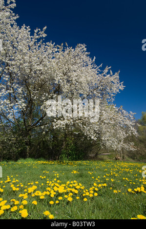 Ciliegi fioriti con tarassaco prato in Germania, la molla Foto Stock