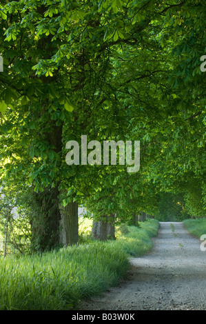 Buckeye Chestnut Avenue nel Mecklenburg Vorpommern Germania Foto Stock