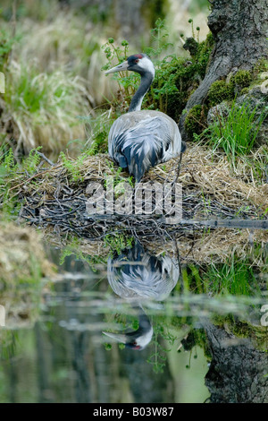 Gru comune grus grus graukranich Germania Foto Stock