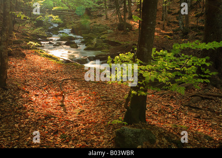 Kleine ohe ruscello flusso ditsch creek rivolo acqua lotic molla marsh fen parco nazionale della Foresta Bavarese Foto Stock