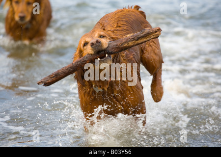 Golden Retriever il recupero di un bastone nella Baia di San Francisco, California Foto Stock