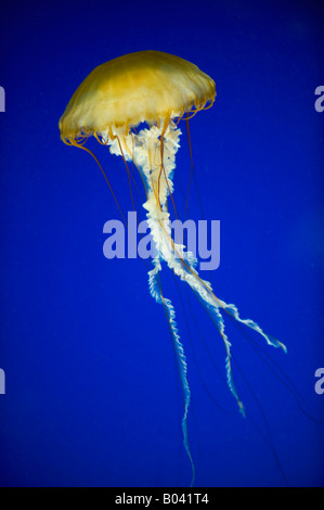 Mare pacifico ortica (Chrysaora fuscescens) Oregon Coast Aquarium, Newport, OREGON Foto Stock