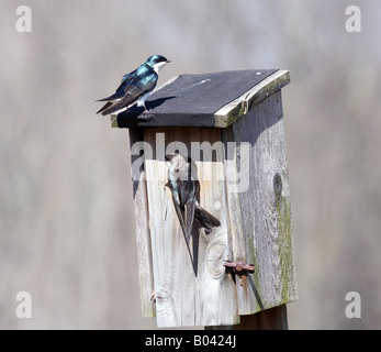 Due tree swallow costruire un nido in una casetta per uccelli. Il maschio è arroccato sulla cima dell'uccello house e la femmina è all'entrata. Foto Stock