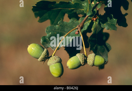 Ghiande di una quercia in Germania Foto Stock