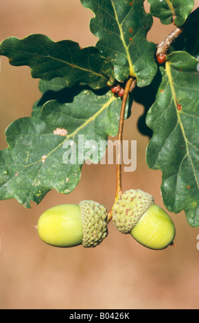 Ghiande di una quercia in Germania Foto Stock